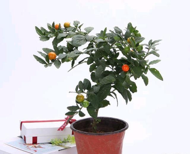 珊瑚樱,果实又多又美,盆栽要如何管理呢?