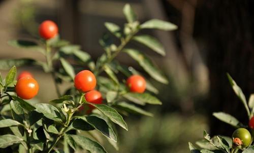 珊瑚樱,果实又多又美,盆栽要如何管理呢?