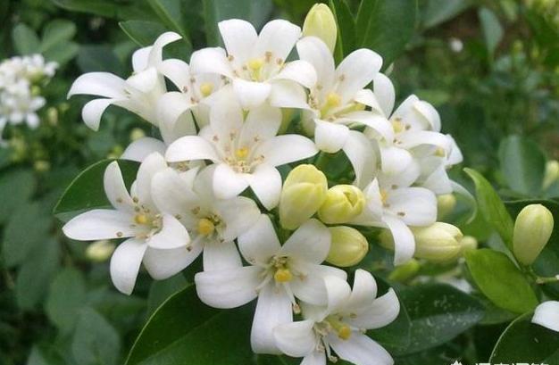 盆栽的夜来香,可以放在室内养吗?