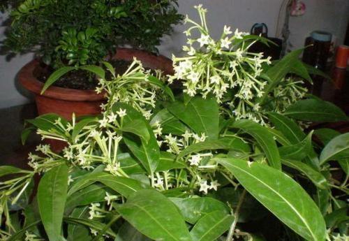 盆栽的夜来香,可以放在室内养吗?