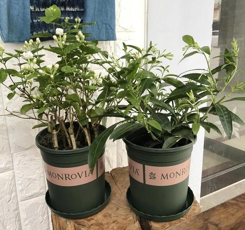 盆栽的夜来香,可以放在室内养吗?