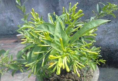 盆栽的夜来香,可以放在室内养吗?