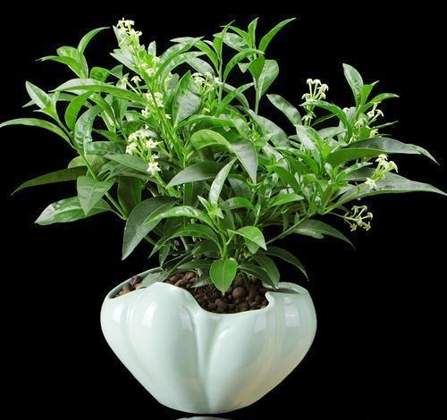 盆栽的夜来香,可以放在室内养吗?