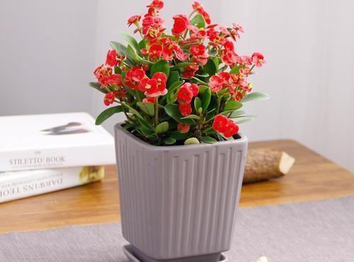 虎刺梅,整株生有尖刺,盆栽要注意什么?