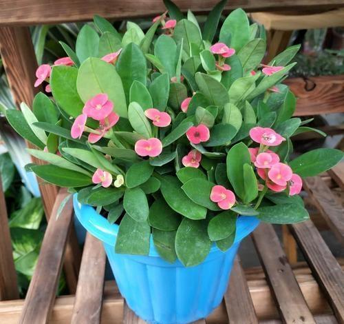 虎刺梅,整株生有尖刺,盆栽要注意什么?