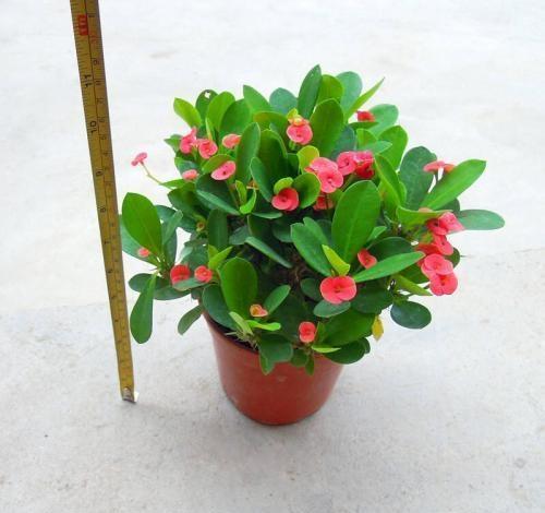 虎刺梅,整株生有尖刺,盆栽要注意什么?