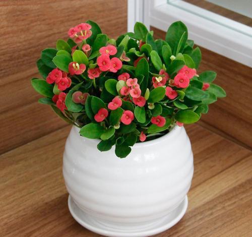 虎刺梅,整株生有尖刺,盆栽要注意什么?