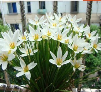 葱兰应该如何来养殖?在养护过程中有哪些注意事项?