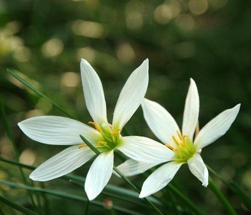 葱兰应该如何来养殖?在养护过程中有哪些注意事项?