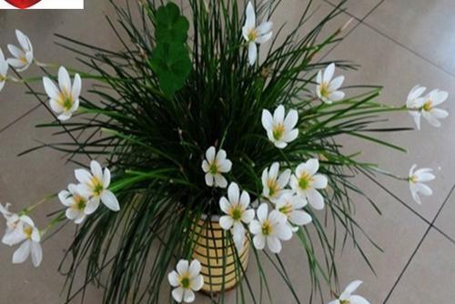 葱兰应该如何来养殖?在养护过程中有哪些注意事项?