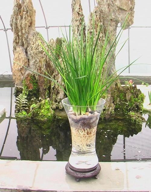 葱兰应该如何来养殖?在养护过程中有哪些注意事项?