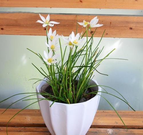 葱兰应该如何来养殖?在养护过程中有哪些注意事项?