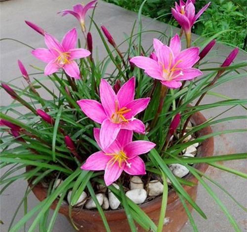 葱兰应该如何来养殖?在养护过程中有哪些注意事项?