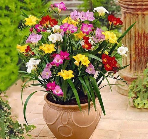 植物为什么是改善环境的好帮手?