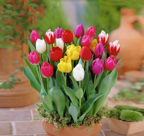 植物为什么是改善环境的好帮手?