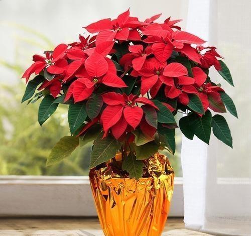 植物为什么是改善环境的好帮手?