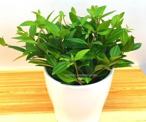 植物为什么是改善环境的好帮手?