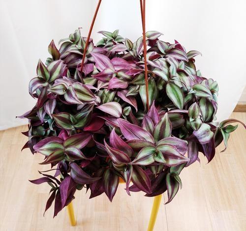 植物为什么是改善环境的好帮手?