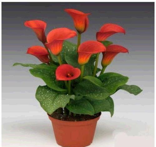 如何学会马蹄莲盆栽养护知识和防病技巧?