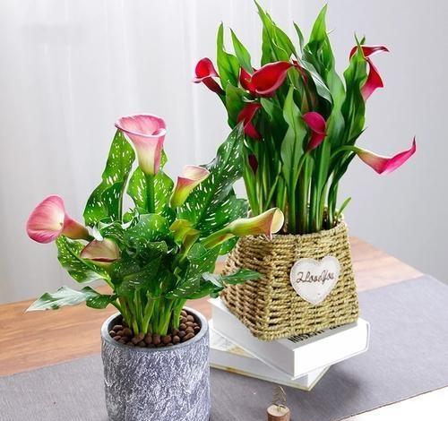 如何学会马蹄莲盆栽养护知识和防病技巧?