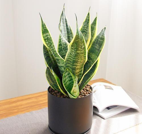 植物为什么是改善环境的好帮手?