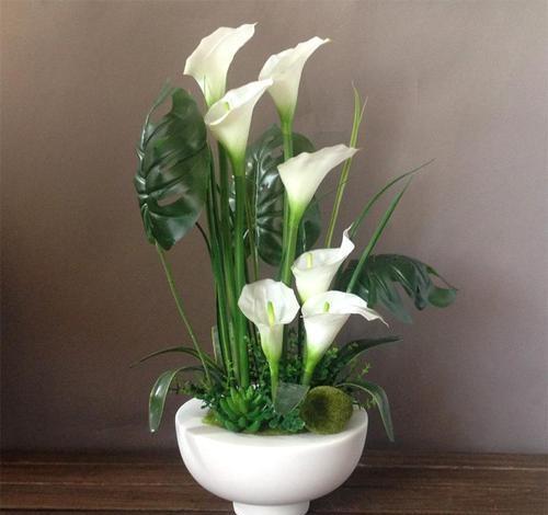 如何学会马蹄莲盆栽养护知识和防病技巧?