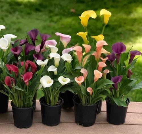 如何学会马蹄莲盆栽养护知识和防病技巧?