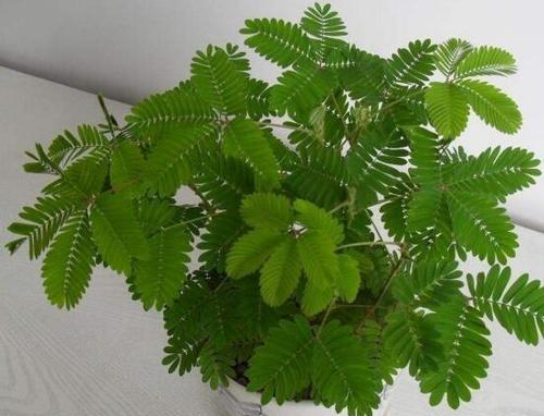 含羞草怎么养？