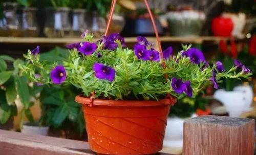 室内盆栽花卉，春季养护关键，要如何管理呢？