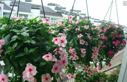 长春花，四季常绿，花色繁多，室内栽培要如何管理呢？
