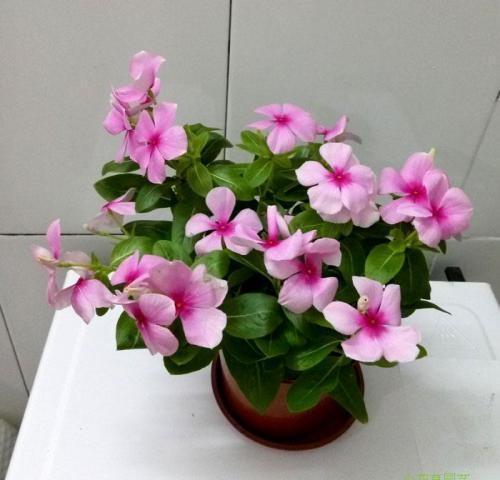 长春花，四季常绿，花色繁多，室内栽培要如何管理呢？