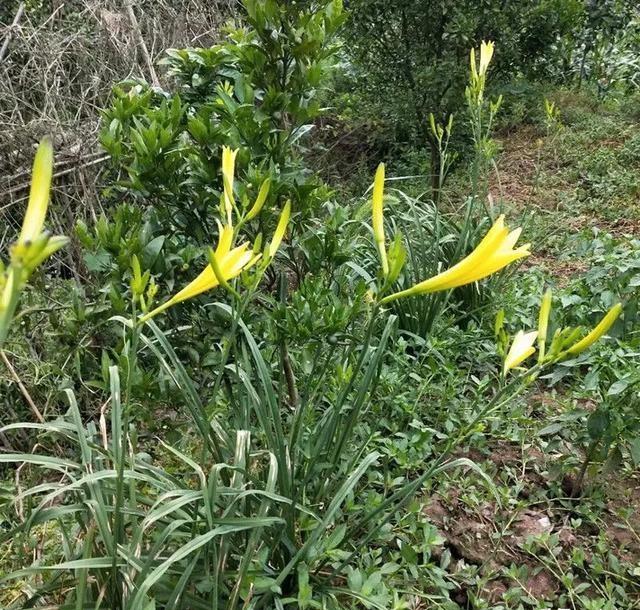 种植黄花菜何时中耕培土？