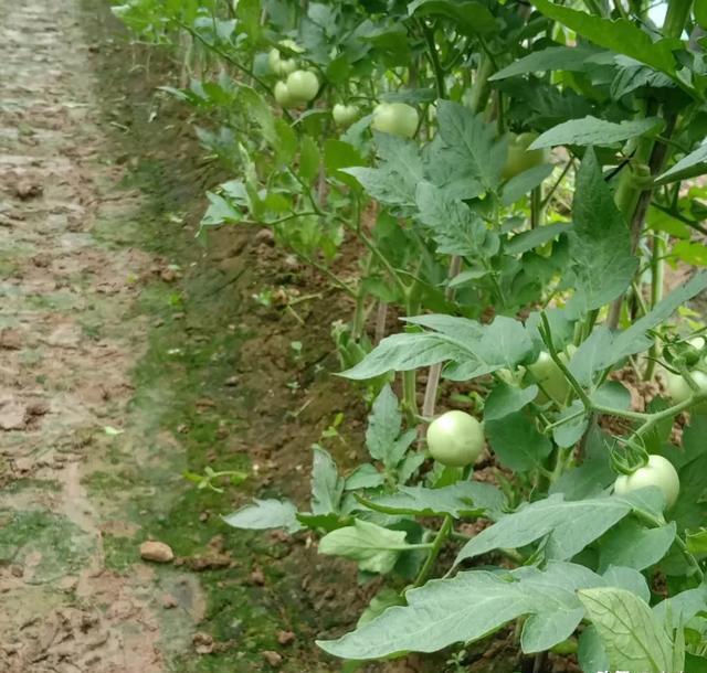 番茄用什么生物农药？
