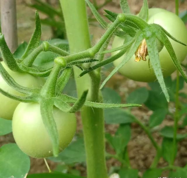 番茄用什么生物农药？