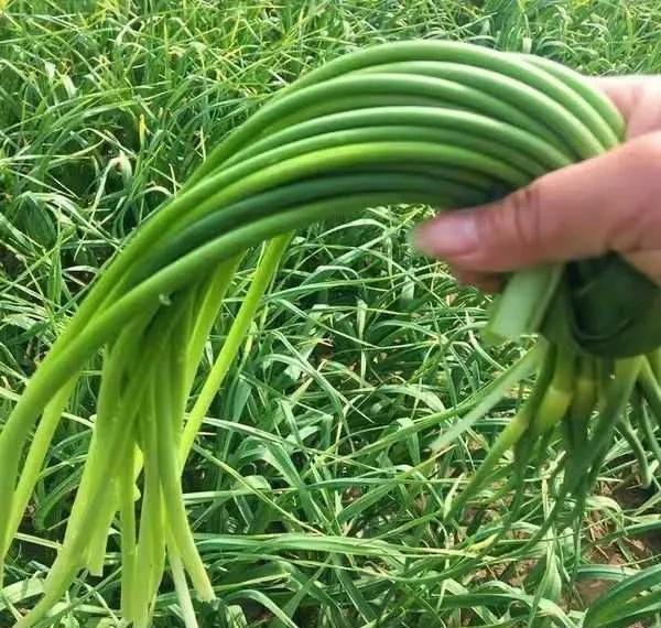 蒜苔什么时间抽，好抽？