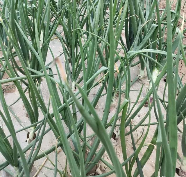 洋葱什么时候种植最好?