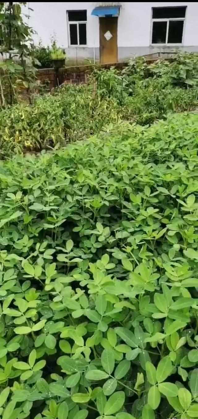 花生撒尿素增产吗？