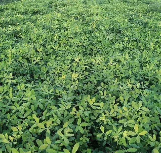花生撒尿素增产吗？
