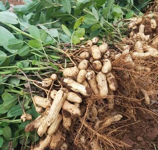 花生撒尿素增产吗？