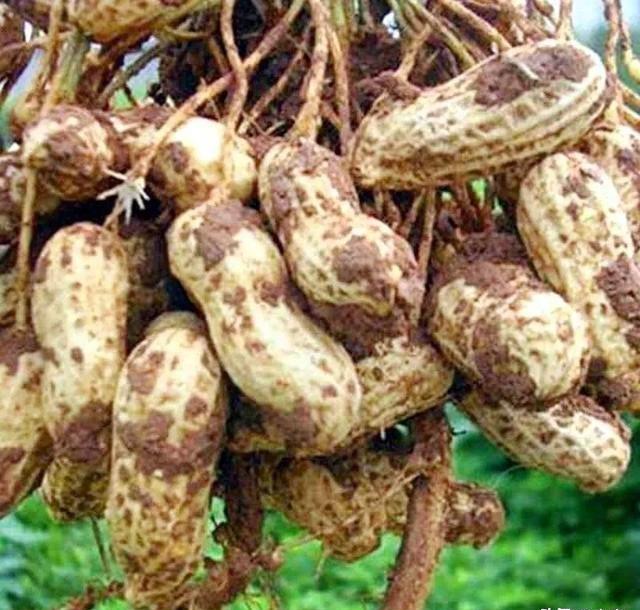 花生撒尿素增产吗？