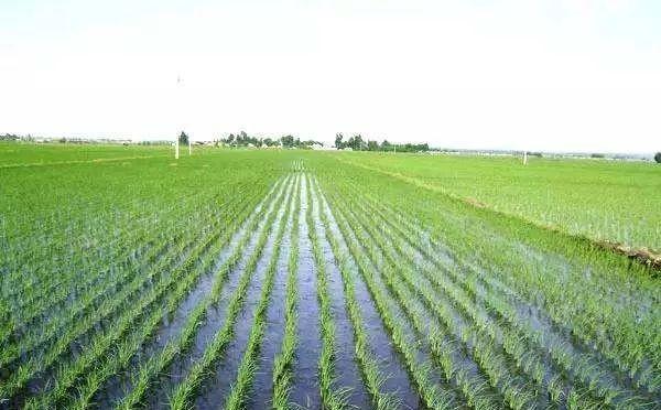 为什么每年农民插秧放水都会骂架？