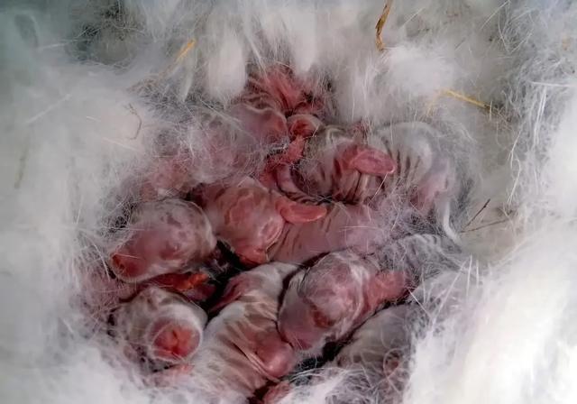 合肥有养兔的工厂，本人刚辞职准备回老家养殖。求大神们带？