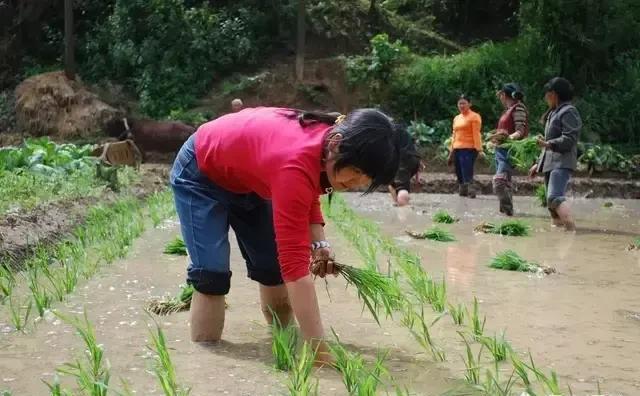 现在农村里越来越多的农民不种田而且还去买粮食吃，用钱买划算吗？