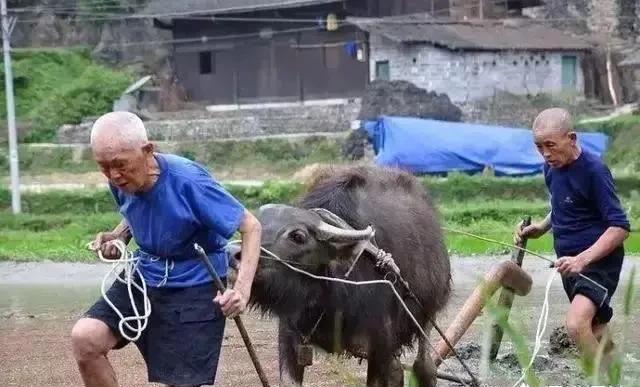 现在农村里越来越多的农民不种田而且还去买粮食吃，用钱买划算吗？