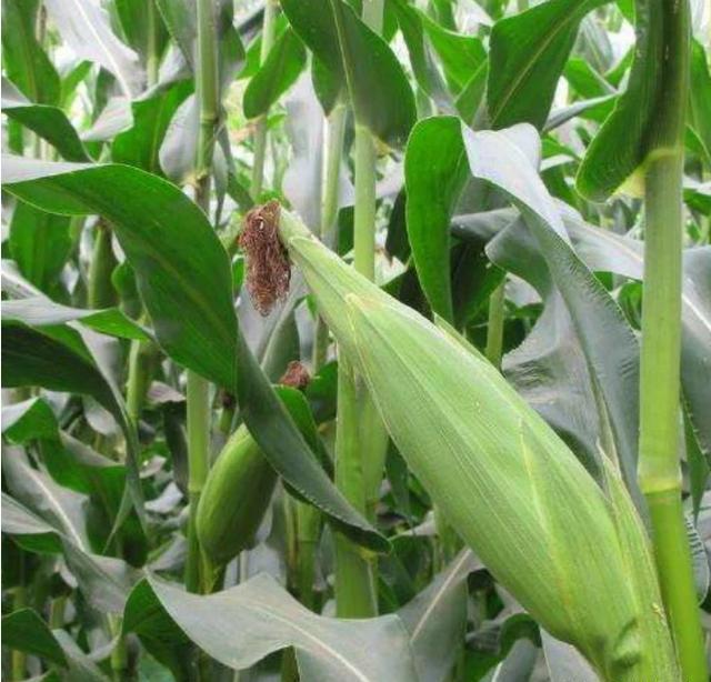 如何提高花生玉米的产量？