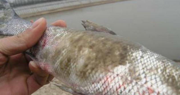 白鲢鱼水霉病怎么防治？