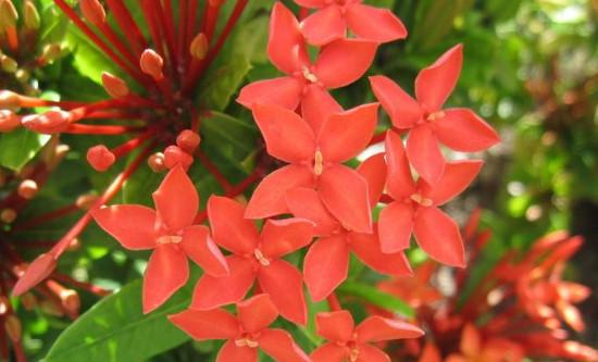 龙船花叶子和花基本都凋谢了怎么办