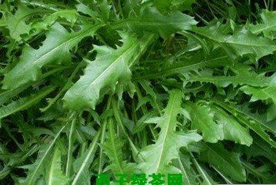 灰果蒲公英有什么功效和作用 灰果蒲公英怎么吃