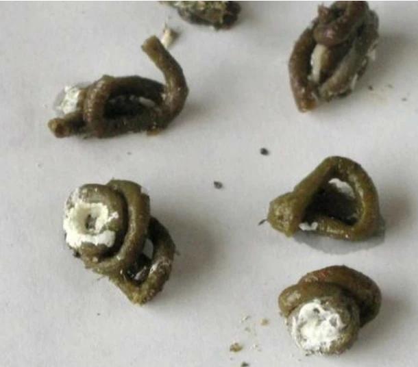 健康的肉鸽子屎如何辩认？