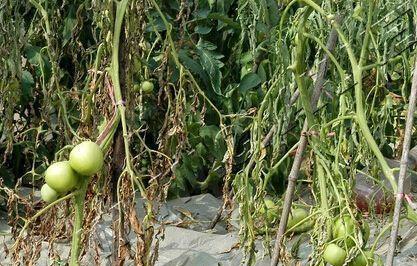 大棚种植番茄，易发生根腐病，要如何防治呢？